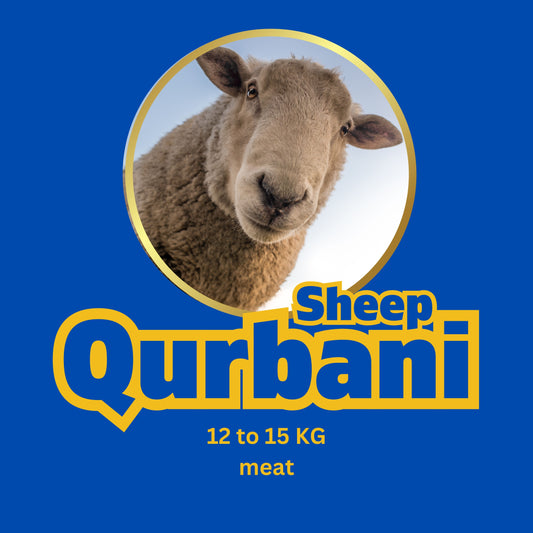 sheep qurbani 2024