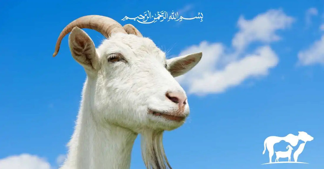 Goat Qurbani: A Comprehensive Guide to Performing the Ritual