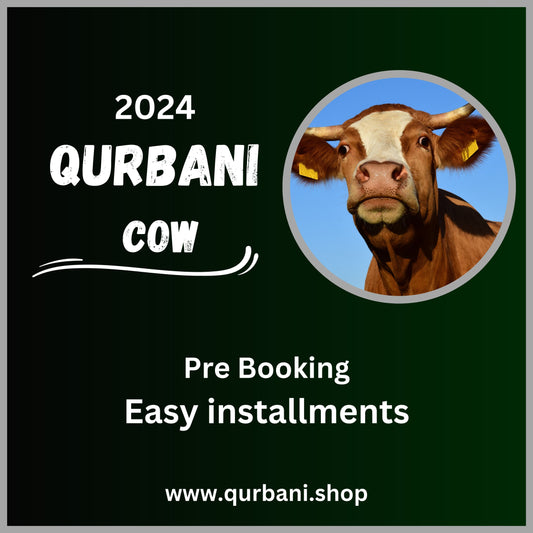 Cow 2024 Qurbani