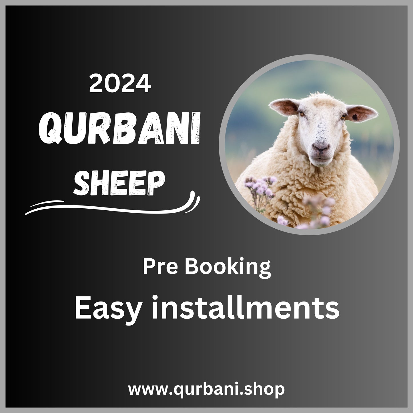 Sheep 2024 qurbani