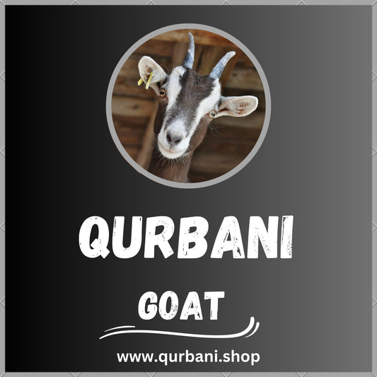 Fulfill Your Qurbani Obligations with Ease - Book Now